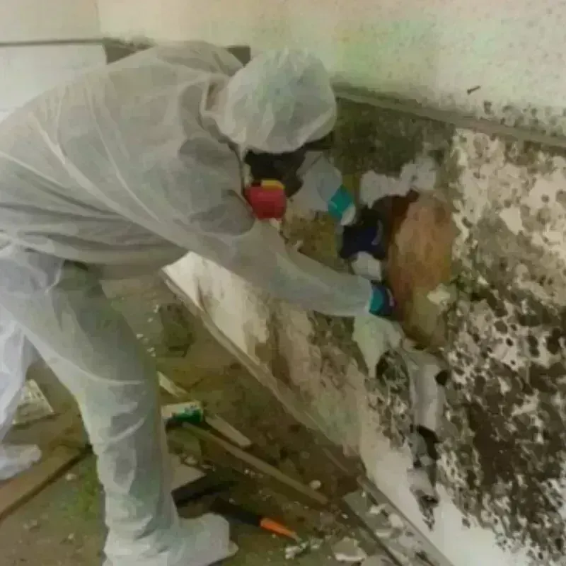 Mold Remediation and Removal in Galva, IL